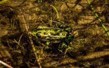 ОЗЕРО BOSHKUNG - ЗАКАТ И ПРЕДМЕТЫ. БУРУНДУЧОК. ЛЯГУШКИ И СТРЕКОЗА