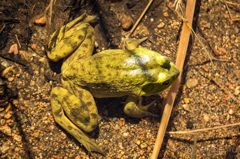 ОЗЕРО BOSHKUNG - ЗАКАТ И ПРЕДМЕТЫ. БУРУНДУЧОК. ЛЯГУШКИ И СТРЕКОЗА
