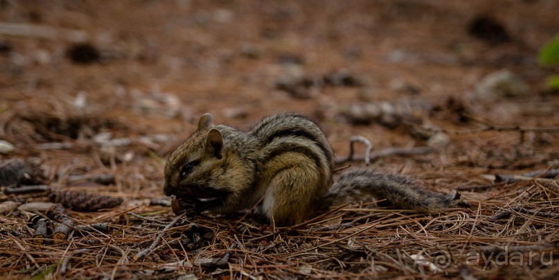 ОЗЕРО BOSHKUNG - ЗАКАТ И ПРЕДМЕТЫ. БУРУНДУЧОК. ЛЯГУШКИ И СТРЕКОЗА