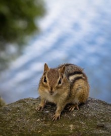 ОЗЕРО BOSHKUNG - ЗАКАТ И ПРЕДМЕТЫ. БУРУНДУЧОК. ЛЯГУШКИ И СТРЕКОЗА