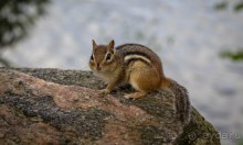 ОЗЕРО BOSHKUNG - ЗАКАТ И ПРЕДМЕТЫ. БУРУНДУЧОК. ЛЯГУШКИ И СТРЕКОЗА