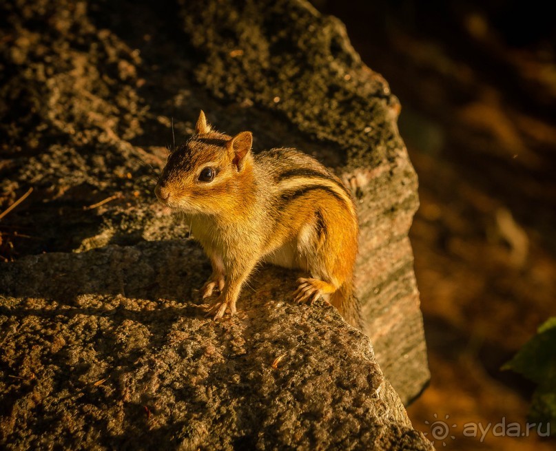 ОЗЕРО BOSHKUNG - ЗАКАТ И ПРЕДМЕТЫ. БУРУНДУЧОК. ЛЯГУШКИ И СТРЕКОЗА
