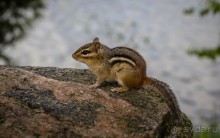 ОЗЕРО BOSHKUNG - ЗАКАТ И ПРЕДМЕТЫ. БУРУНДУЧОК. ЛЯГУШКИ И СТРЕКОЗА