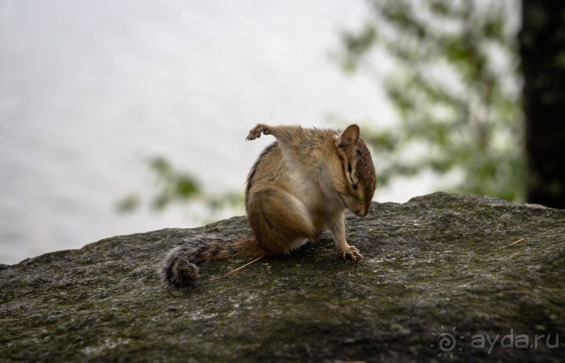 ОЗЕРО BOSHKUNG - ЗАКАТ И ПРЕДМЕТЫ. БУРУНДУЧОК. ЛЯГУШКИ И СТРЕКОЗА