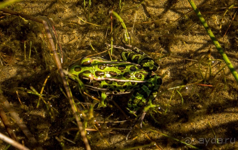 ОЗЕРО BOSHKUNG - ЗАКАТ И ПРЕДМЕТЫ. БУРУНДУЧОК. ЛЯГУШКИ И СТРЕКОЗА
