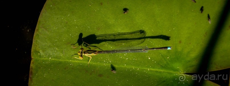 ОЗЕРО BOSHKUNG - ЗАКАТ И ПРЕДМЕТЫ. БУРУНДУЧОК. ЛЯГУШКИ И СТРЕКОЗА