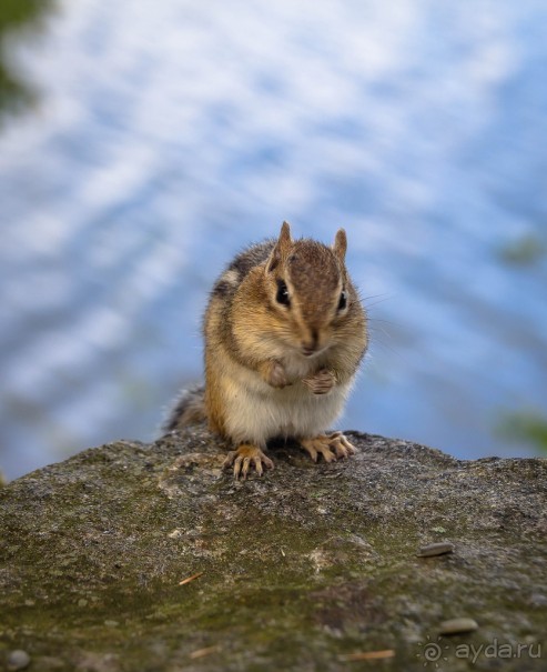 ОЗЕРО BOSHKUNG - ЗАКАТ И ПРЕДМЕТЫ. БУРУНДУЧОК. ЛЯГУШКИ И СТРЕКОЗА