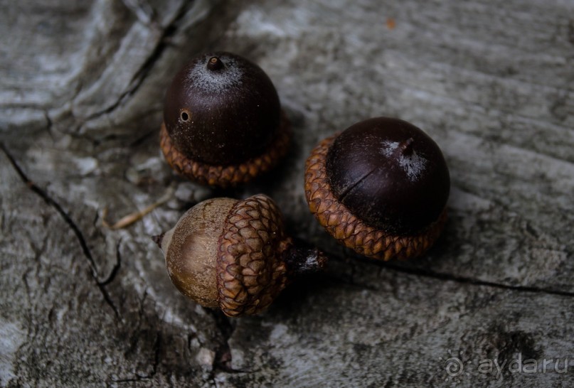 ОЗЕРО BOSHKUNG - ЗАКАТ И ПРЕДМЕТЫ. БУРУНДУЧОК. ЛЯГУШКИ И СТРЕКОЗА