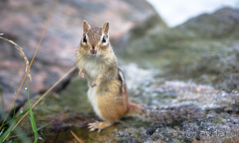 ОЗЕРО BOSHKUNG - ЗАКАТ И ПРЕДМЕТЫ. БУРУНДУЧОК. ЛЯГУШКИ И СТРЕКОЗА