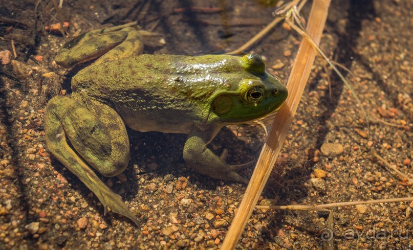 ОЗЕРО BOSHKUNG - ЗАКАТ И ПРЕДМЕТЫ. БУРУНДУЧОК. ЛЯГУШКИ И СТРЕКОЗА