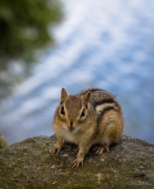 ОЗЕРО BOSHKUNG - ЗАКАТ И ПРЕДМЕТЫ. БУРУНДУЧОК. ЛЯГУШКИ И СТРЕКОЗА
