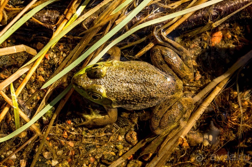 ОЗЕРО BOSHKUNG - ЗАКАТ И ПРЕДМЕТЫ. БУРУНДУЧОК. ЛЯГУШКИ И СТРЕКОЗА