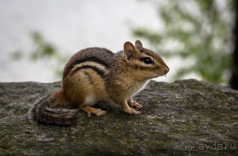 ОЗЕРО BOSHKUNG - ЗАКАТ И ПРЕДМЕТЫ. БУРУНДУЧОК. ЛЯГУШКИ И СТРЕКОЗА