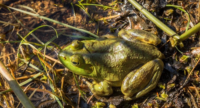 ОЗЕРО BOSHKUNG - ЗАКАТ И ПРЕДМЕТЫ. БУРУНДУЧОК. ЛЯГУШКИ И СТРЕКОЗА