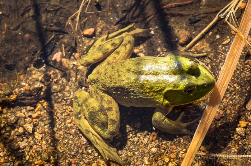 ОЗЕРО BOSHKUNG - ЗАКАТ И ПРЕДМЕТЫ. БУРУНДУЧОК. ЛЯГУШКИ И СТРЕКОЗА