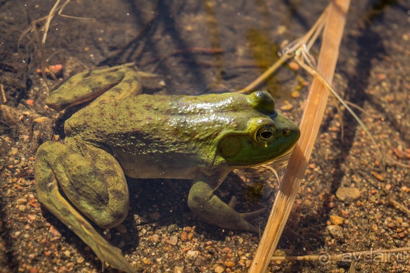 ОЗЕРО BOSHKUNG - ЗАКАТ И ПРЕДМЕТЫ. БУРУНДУЧОК. ЛЯГУШКИ И СТРЕКОЗА