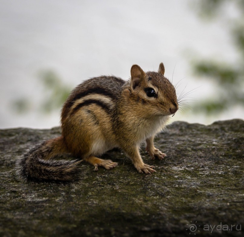 ОЗЕРО BOSHKUNG - ЗАКАТ И ПРЕДМЕТЫ. БУРУНДУЧОК. ЛЯГУШКИ И СТРЕКОЗА