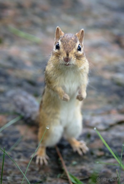 ОЗЕРО BOSHKUNG - ЗАКАТ И ПРЕДМЕТЫ. БУРУНДУЧОК. ЛЯГУШКИ И СТРЕКОЗА