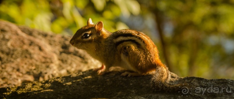 ОЗЕРО BOSHKUNG - ЗАКАТ И ПРЕДМЕТЫ. БУРУНДУЧОК. ЛЯГУШКИ И СТРЕКОЗА