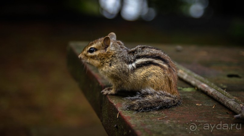 ОЗЕРО BOSHKUNG - ЗАКАТ И ПРЕДМЕТЫ. БУРУНДУЧОК. ЛЯГУШКИ И СТРЕКОЗА