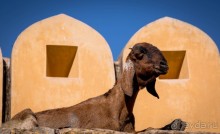 AMBER FORT В ДЖАЙПУРЕ