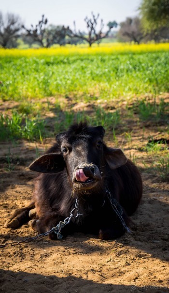 AMBER FORT В ДЖАЙПУРЕ