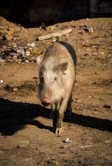 AMBER FORT В ДЖАЙПУРЕ