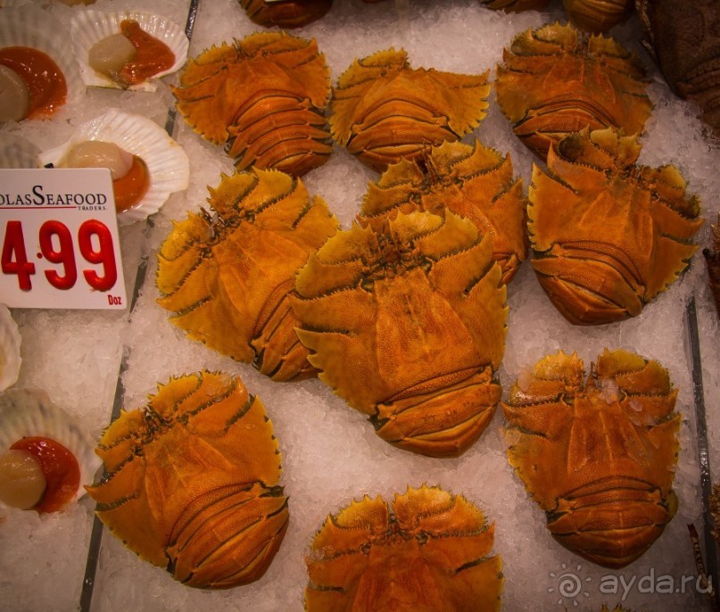 Альбом отзыва "РЫБНЫЙ РЫНОК В СИДНЕЕ"