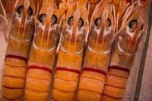 Альбом отзыва "РЫБНЫЙ РЫНОК В СИДНЕЕ"