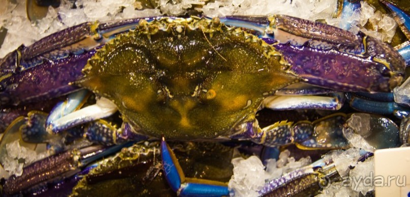 РЫБНЫЙ РЫНОК В СИДНЕЕ