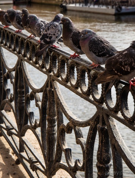 МОЙ ГОРОД, ЗНАКОМЫЙ ДО СЛЕЗ - ПЕТЕРБУРГ