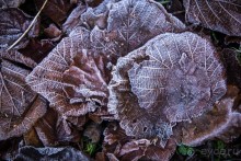 GRACE DIEAU PRIORY В ЯНВАРЕ