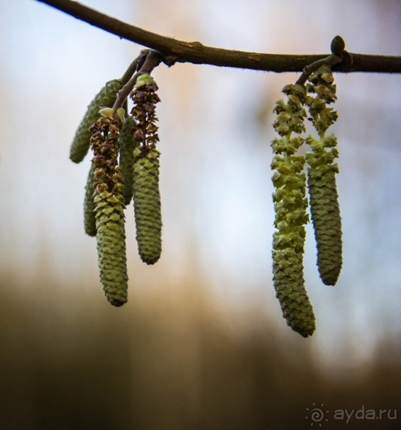 GRACE DIEAU PRIORY В ЯНВАРЕ