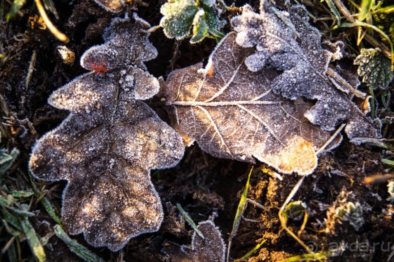 GRACE DIEAU PRIORY В ЯНВАРЕ