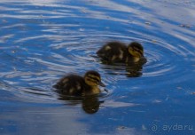 CHATSWORTH HOUSE - ТЕМ, КТО ЛЮБИТ ГЕОМЕТРИЮ