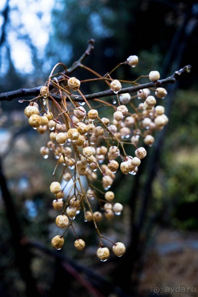 ИЕРУСАЛИМ ПОД ДОЖДЕМ В НАЧАЛЕ ДЕКАБРЯ