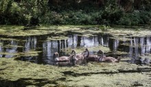 фото Лестера