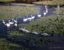 ЛЕСТЕР (LEICESTER). НА КАНАЛЕ И ОКОЛО