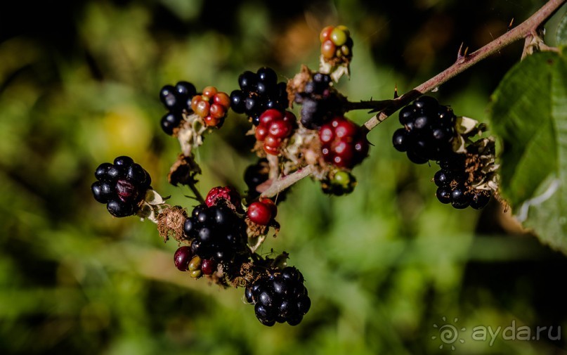 Альбом отзыва "GRAND UNION CANAL ОСЕНЬЮ"