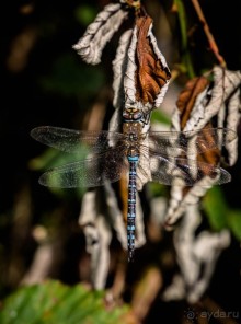 Альбом отзыва "GRAND UNION CANAL ОСЕНЬЮ"