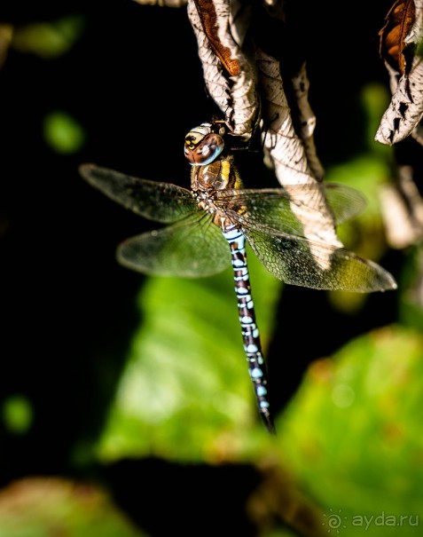 GRAND UNION CANAL ОСЕНЬЮ