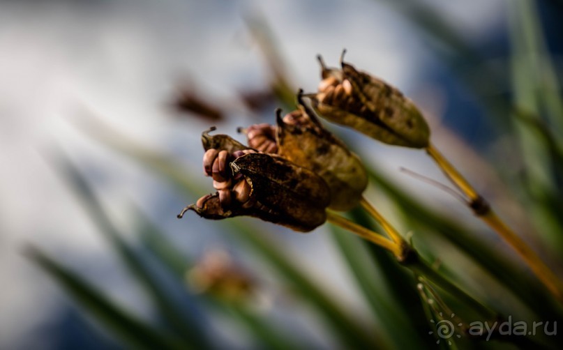 GRAND UNION CANAL ОСЕНЬЮ