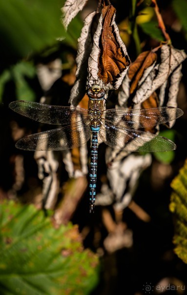 GRAND UNION CANAL ОСЕНЬЮ