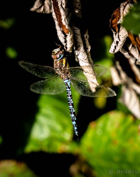 GRAND UNION CANAL ОСЕНЬЮ