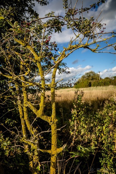 GRAND UNION CANAL ОСЕНЬЮ