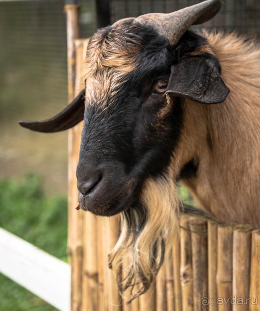 БОТАНИЧЕСКИЙ САД И САД ПТИЦ НА ПХУКЕТЕ