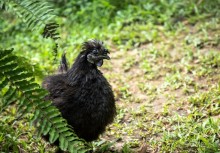 БОТАНИЧЕСКИЙ САД И САД ПТИЦ НА ПХУКЕТЕ