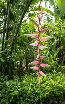 БОТАНИЧЕСКИЙ САД И САД ПТИЦ НА ПХУКЕТЕ