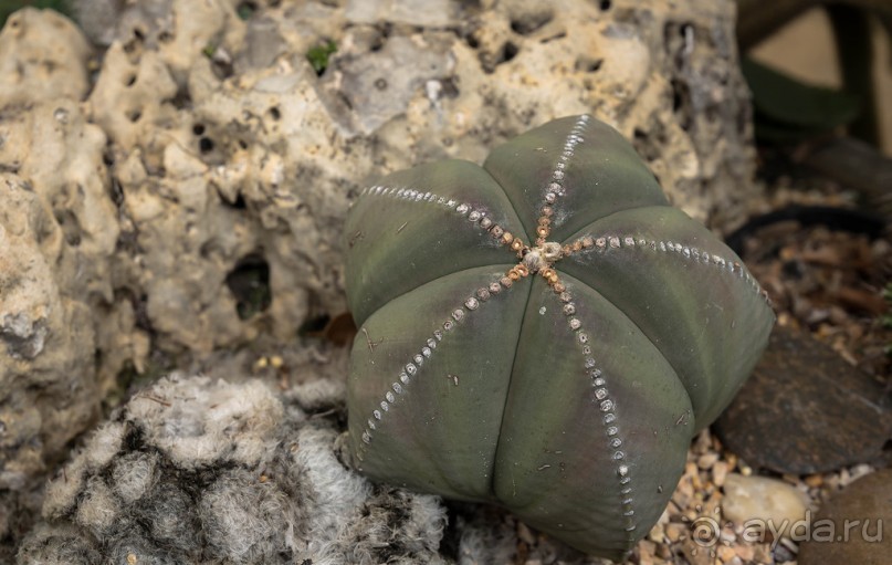 БОТАНИЧЕСКИЙ САД И САД ПТИЦ НА ПХУКЕТЕ