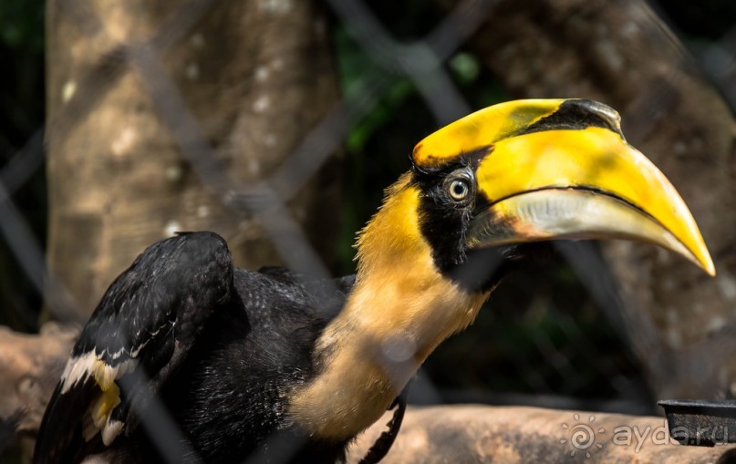 БОТАНИЧЕСКИЙ САД И САД ПТИЦ НА ПХУКЕТЕ